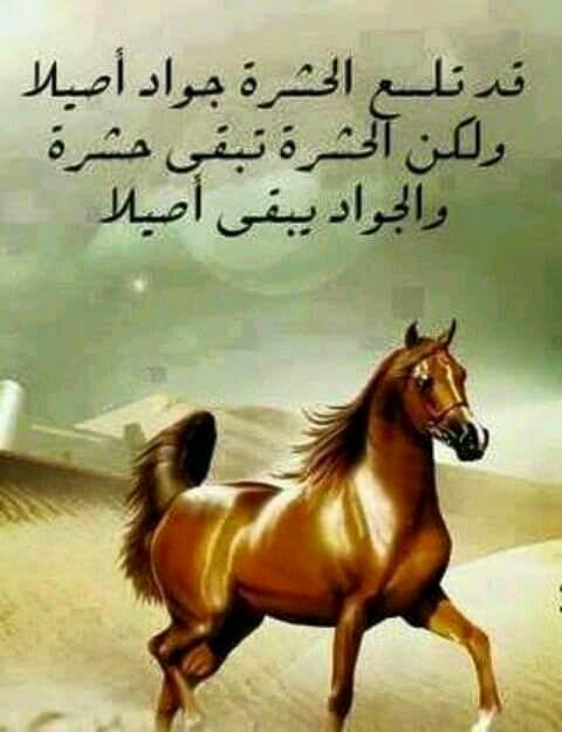 شعر عن الخيل 4638 1