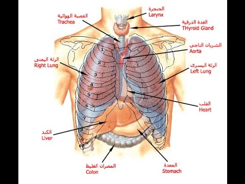 جسم الانسان بالصور , اجمل الصور التوضيحية لجسم الانسان