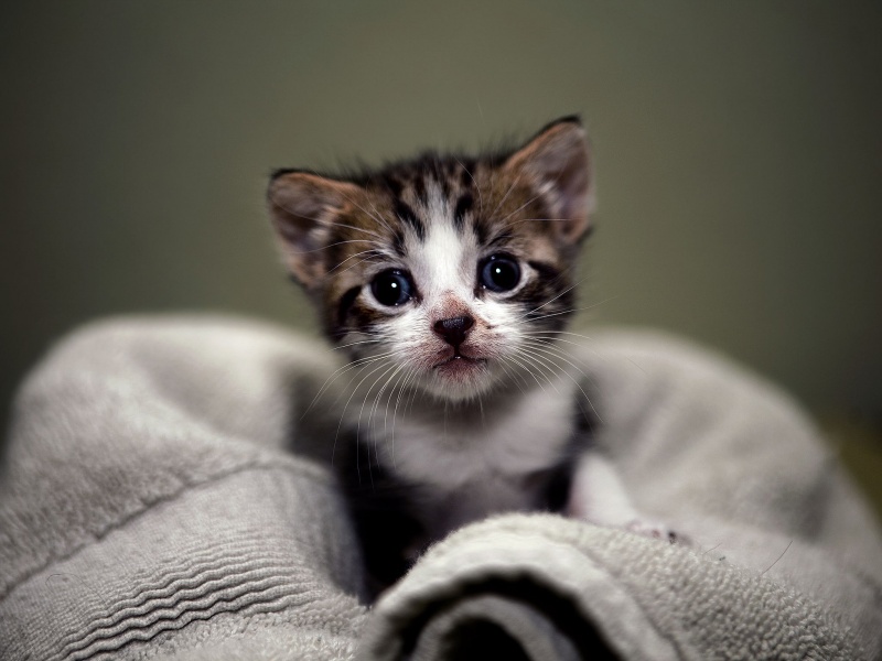 صور قطط صغيرة , اجمل صور للقطط الصغيرة الاليفة هل تعلم