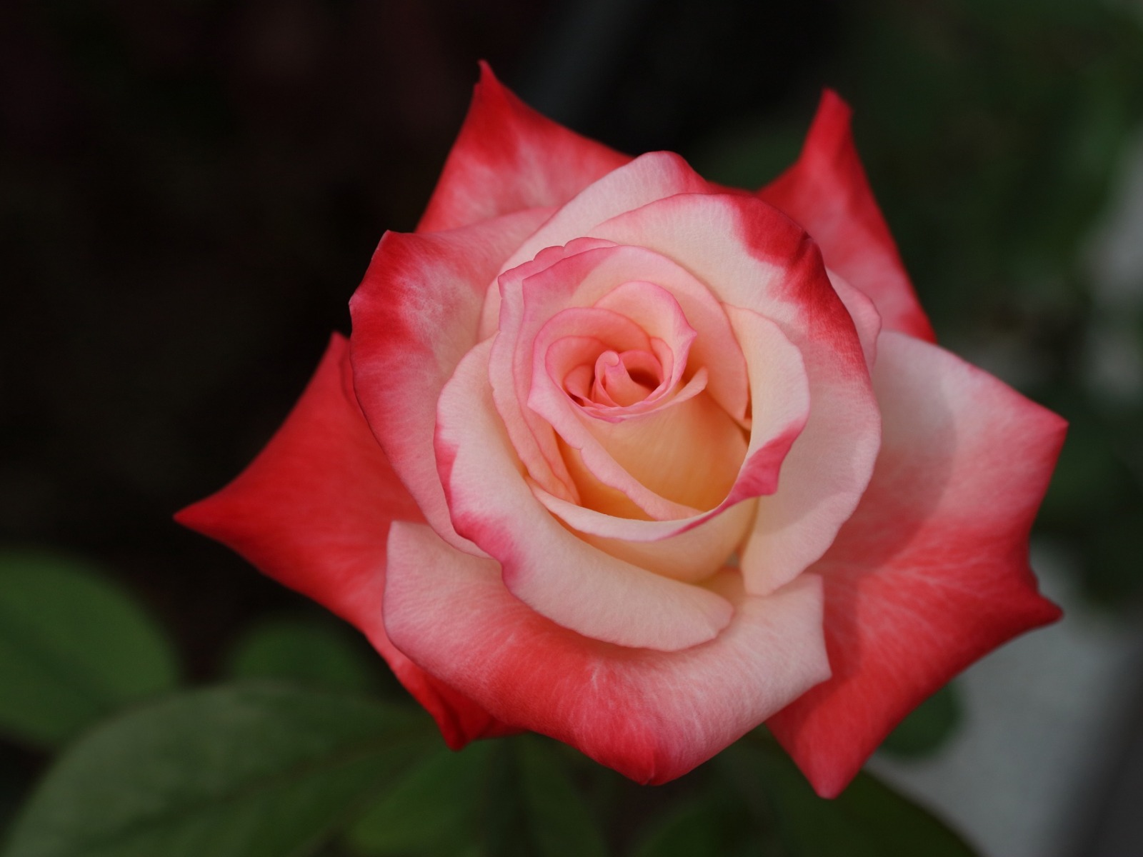 اجمل وردة في العالم الورد وما اجمل الورود هل تعلم