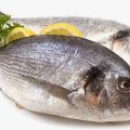 10224 10 فوائد الاسماك للانسان - السمك وفوائده العديد للجسم تفسير النظرات
