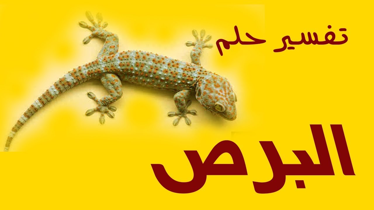 تفسير حلم رؤية الوزغ