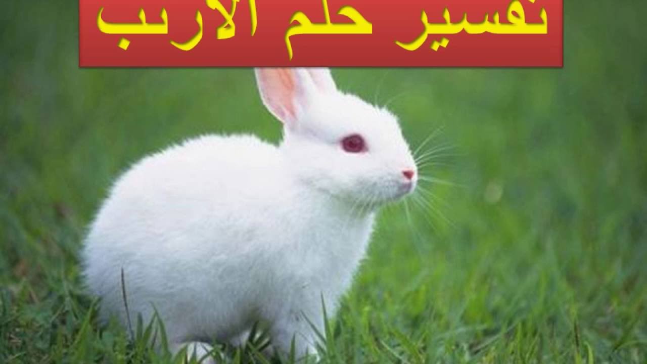 تفسير حلم الارانب 10997 3